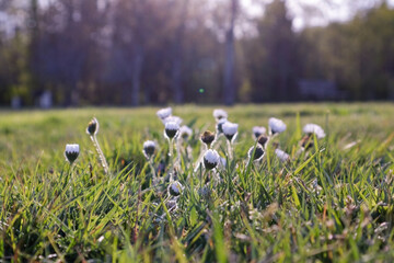 Wild daisy buds growing in a sunny field