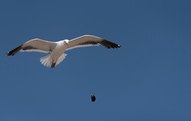 West Coast, South Africa. 2022. Southern Blackbacked gull, Larus  dominicanus in flight with a mussel. Dropped to break and easier to eat.