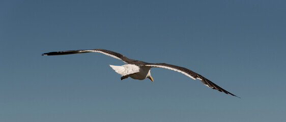 West Coast, South Africa. 2022. Southern Blackbacked gull, Larus dominicanus in flight.