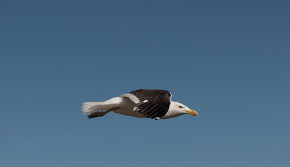 West Coast, South Africa. 2022. Southern Blackbacked gull, Larus  dominicanus in flight straight and level.