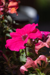 dark pink colored flowers blooming on happy petunia plant