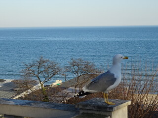 Beautiful swan birds at sunset in the Black Sea in Varna - BG 