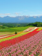 Fototapeta na wymiar colorful flower farm with snow mountain in Biei, Hokkaido