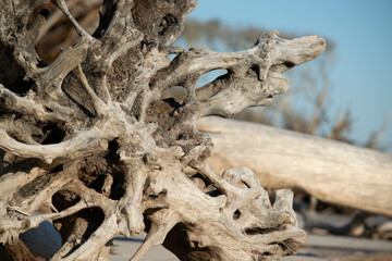 driftwood on the beach
