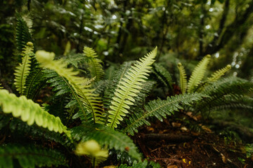 Green fern