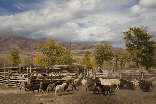 a flock of sheep enter the pen