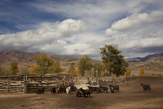 a flock of sheep enter the pen