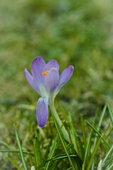 a violet crocus with frozen crystal on its leafs in spring