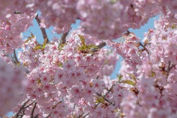 日本の春：桜