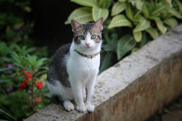 an adorable tomcat looks at the camera while being photographed