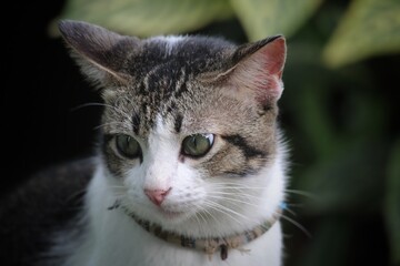 a tomcat lowers its head when photographed