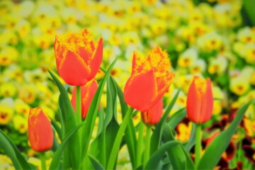 美しいチューリップとビオラ