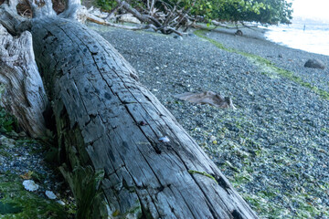 bleached weathered driftwood log laying on a beach