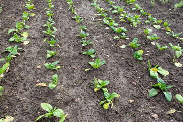 Rows of young spinach plants in the kitchen garden.