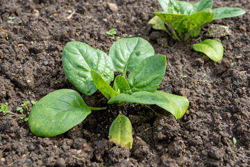 Spinach plant rosette in the garden