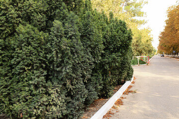 Beautiful green park on sunny summer day