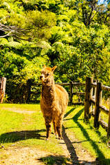 Fototapeta premium Lama