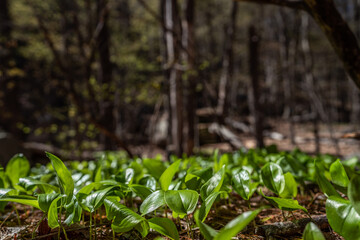 spring in the forest