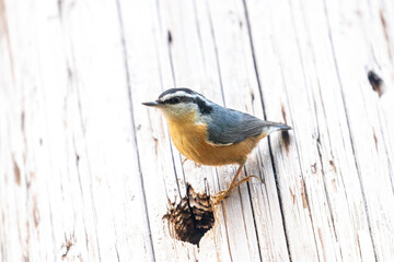 red-breasted nuthatch standing near a whole pecked out of a wooden pole