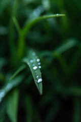 water on a blade of grass
