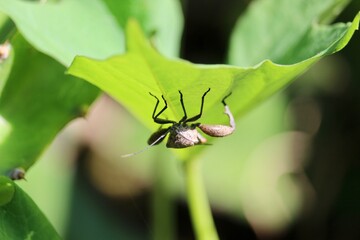 a black heteroptera perched under a leaf