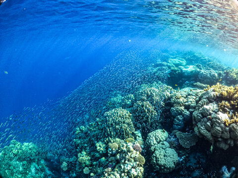 Underwater photos of the coral reef and the marine life in Red sea. Dahab Egypt