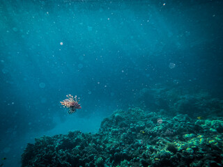 Underwater photos of the coral reef and the marine life in Red sea. Dahab Egypt