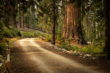 Fototapeta na wymiar Old Dirt Road Winds Past Sequoia Trees In Mariposa Grove Of Yosemite