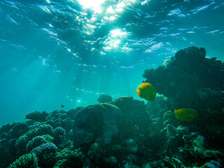 Underwater photos of the coral reef and the marine life in Red sea. Dahab Egypt