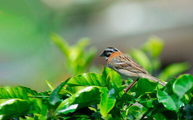 andean bird