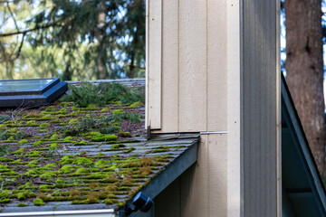 Mossy roof with skylight old and needing repair
