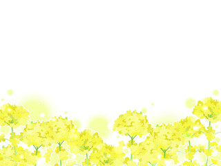 手描き、水彩の菜の花のイラスト背景