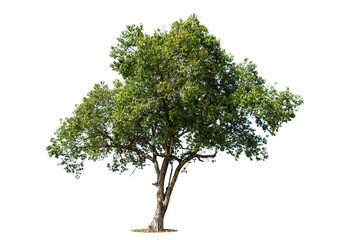 Perspective of  tree isolated on white background.,  tropical trees isolated used for design,...