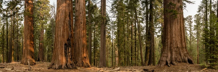 Gordijnen Panorama of Sequoia Tree Grouping In Mariposa Grove © kellyvandellen