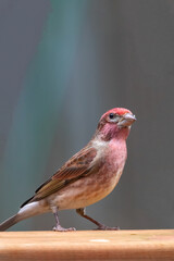 pink head of male house finch drinking and perching on water bowl