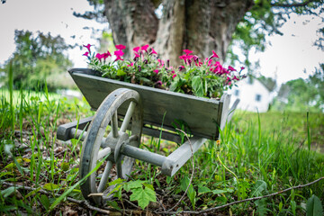 wheelbarrow with flowers in garden - obrazy, fototapety, plakaty