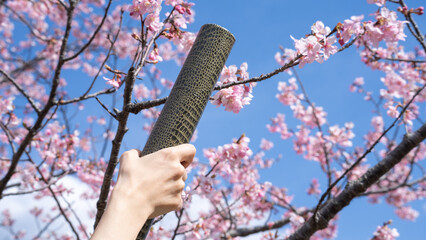 桜の花と卒業証書｜卒業イメージ
