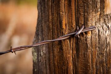 Barbwire Cut