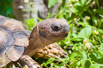 Argentine land tortoise (Chelonoidis chilensis) portrait.  Protected species