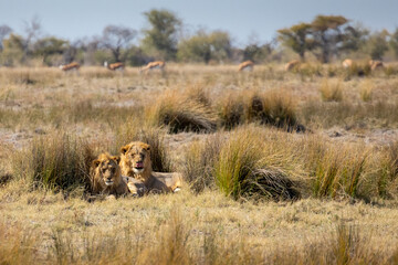 African lions living in Namibia Etosha National Park rest on the savannah in daylight as prey wanders in the distance