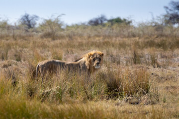 African lions living in Namibia Etosha National Park rest on the savannah in daylight as prey wanders in the distance