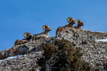 High above the Lamar Valley of Yellowstone National Park these Big Horn Sheep bask in the early morning sun as they scope out the landscape