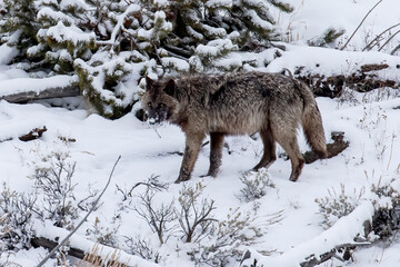 A Gray Wolf of the Wapiti Pack at Yellowstone National Park chases ravens away from a food pile in the north range during the winter months in an incredible show of natural beauty in nature