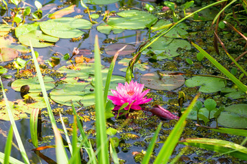 Red Lotus flower ( nelumbo nucifera ) in water pond surrounded by other floating plants