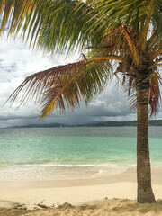 Palmier sur une île en République Dominicaine.