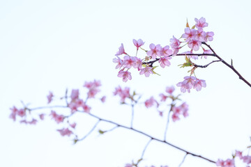 春の兆しが見える早春、河津桜がいち早く咲き始める。透き通るようなピンクの花びらが美しい。