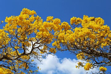 Beautiful day under a Tabebuia Tree