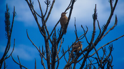 silhouette of a tree