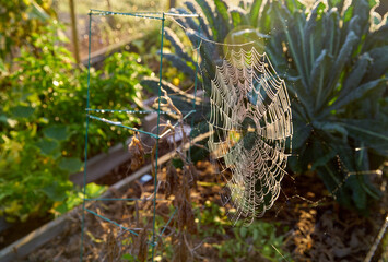Garden Spider Web. Large spider`s web in a garden in the early morning.

