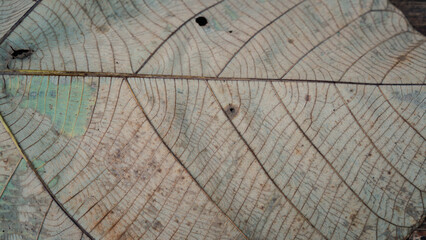 Fototapeta premium texture of leave in the forest background